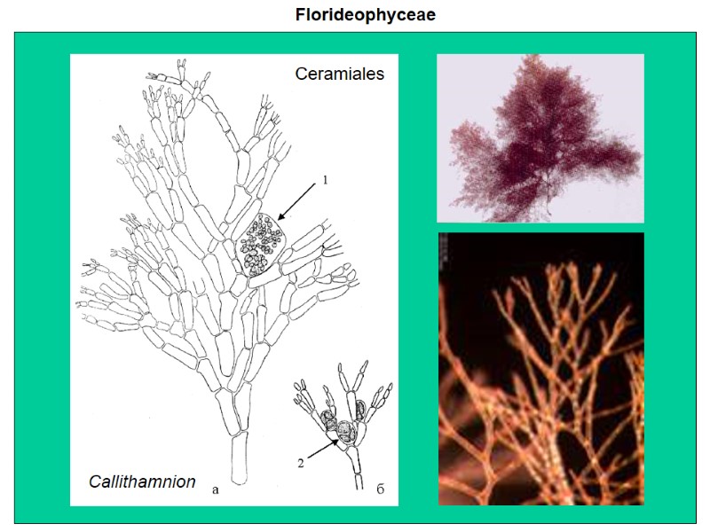 Florideophyceae Callithamnion Ceramiales